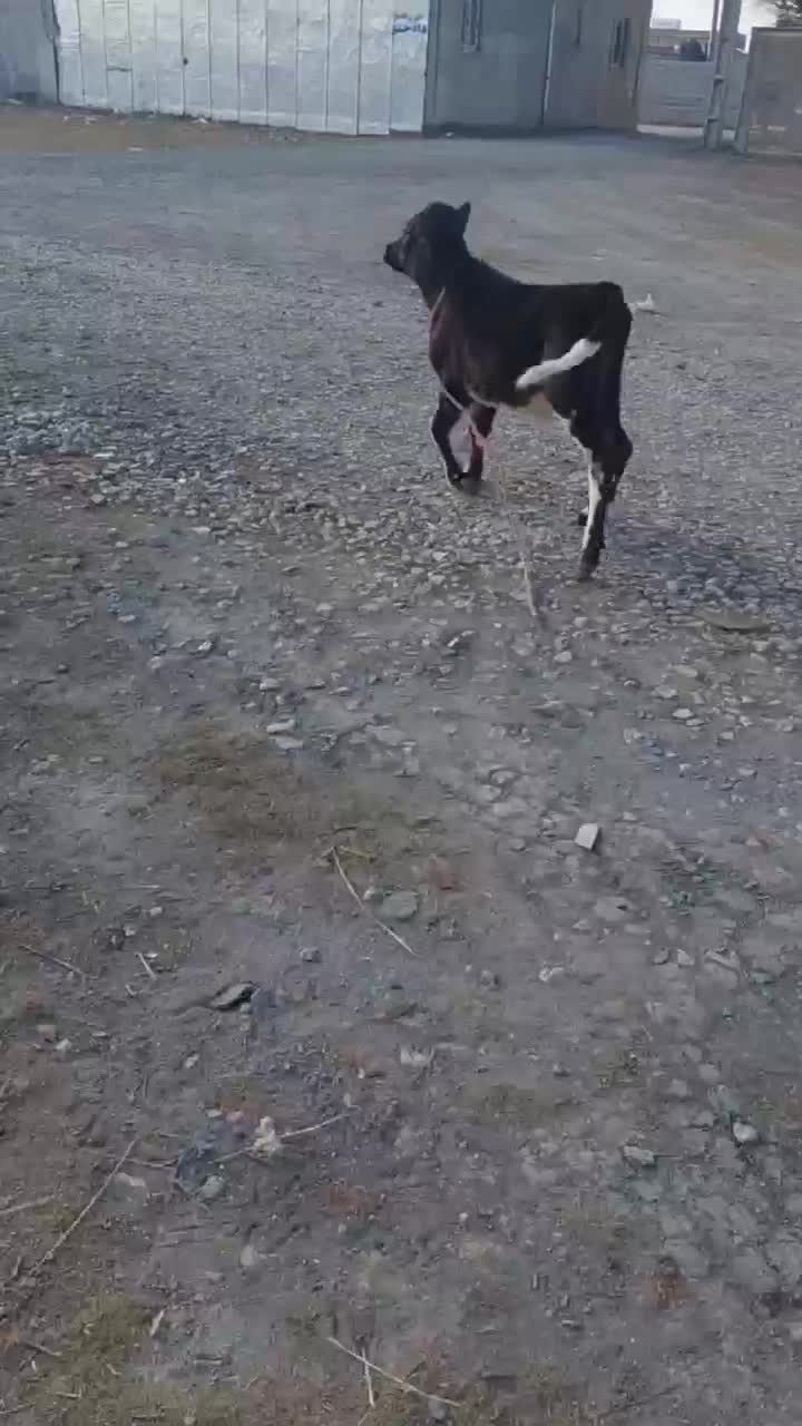 گاو|حیوانات|اردبیل, |دیوار