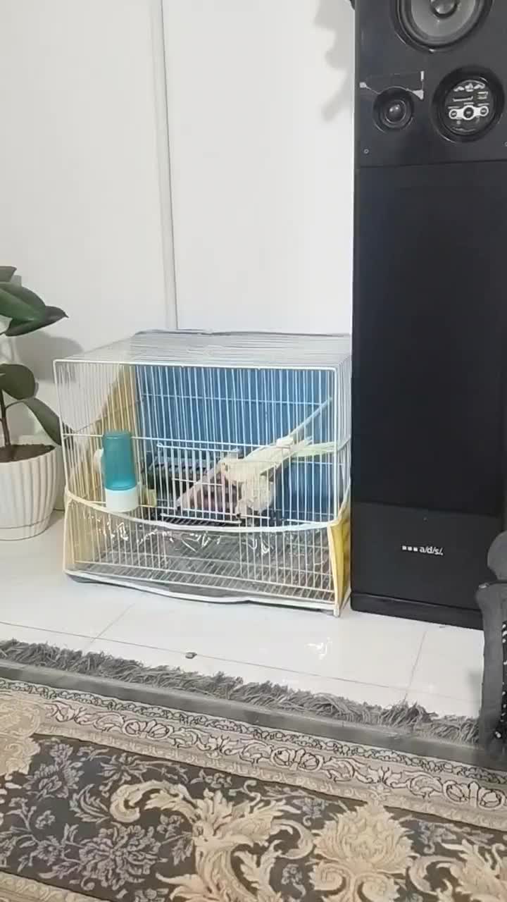 عروس هلندی ماده بالغ معاوضه با ماده بالغ|پرنده|مشهد, شهید قربانی|دیوار