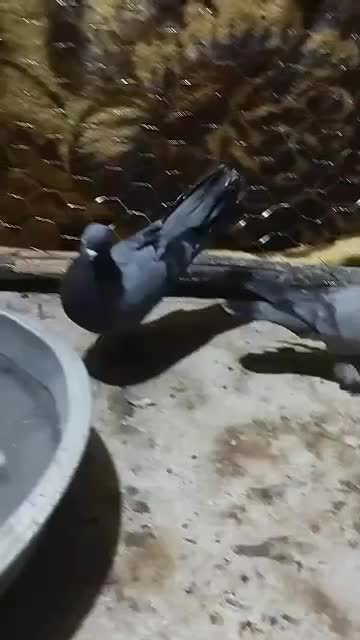 یک جفت سبز هما پرپا|پرنده|ریگان, |دیوار