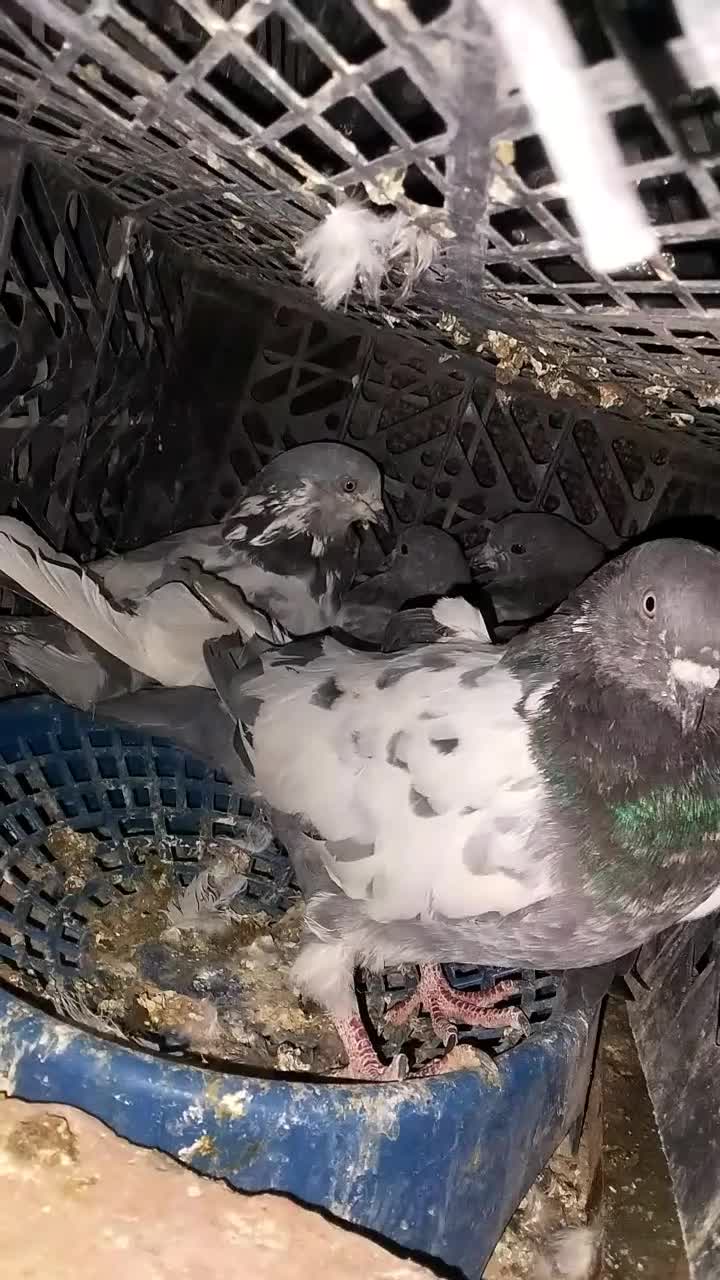 تهرانی|پرنده|خاش, |دیوار