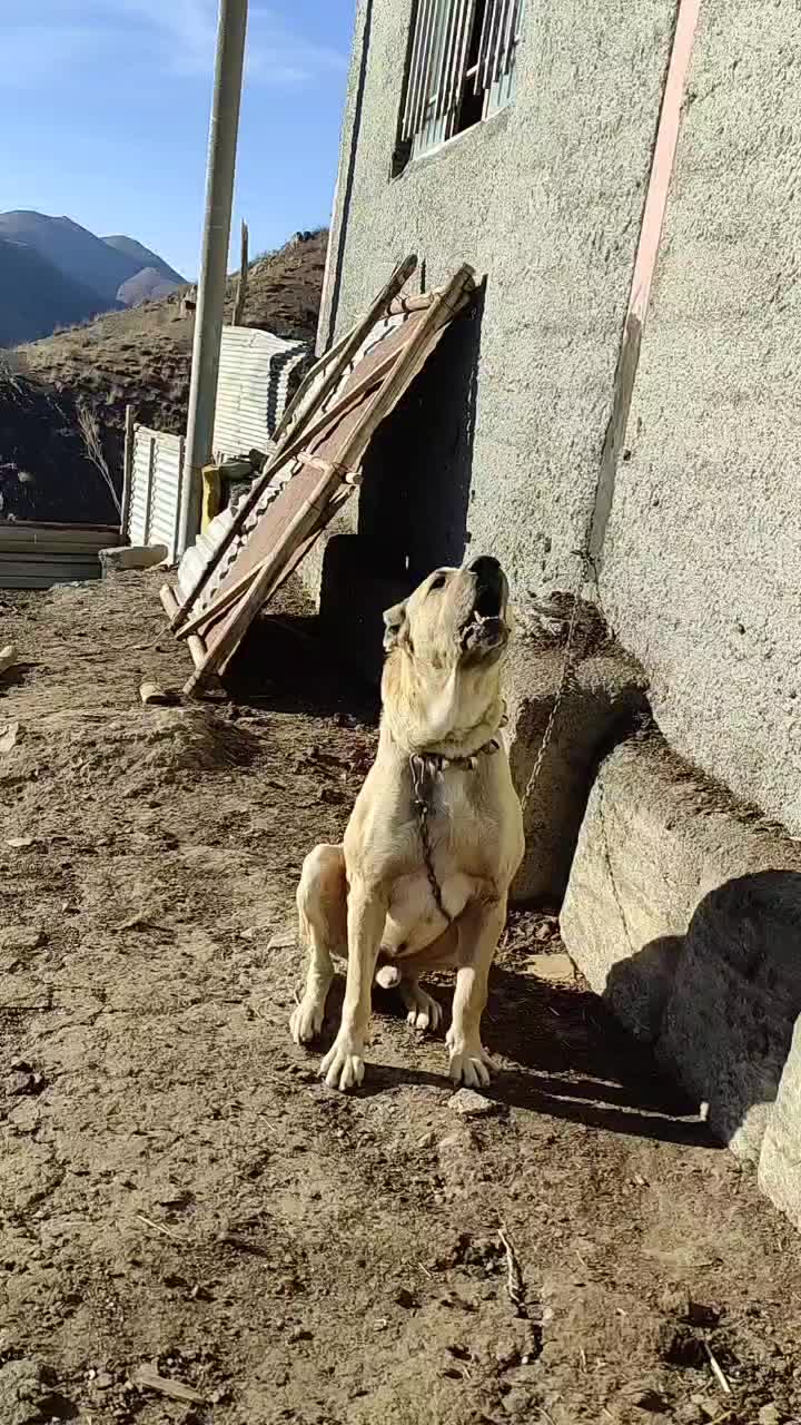 سگ گله|سگ|بلده, |دیوار