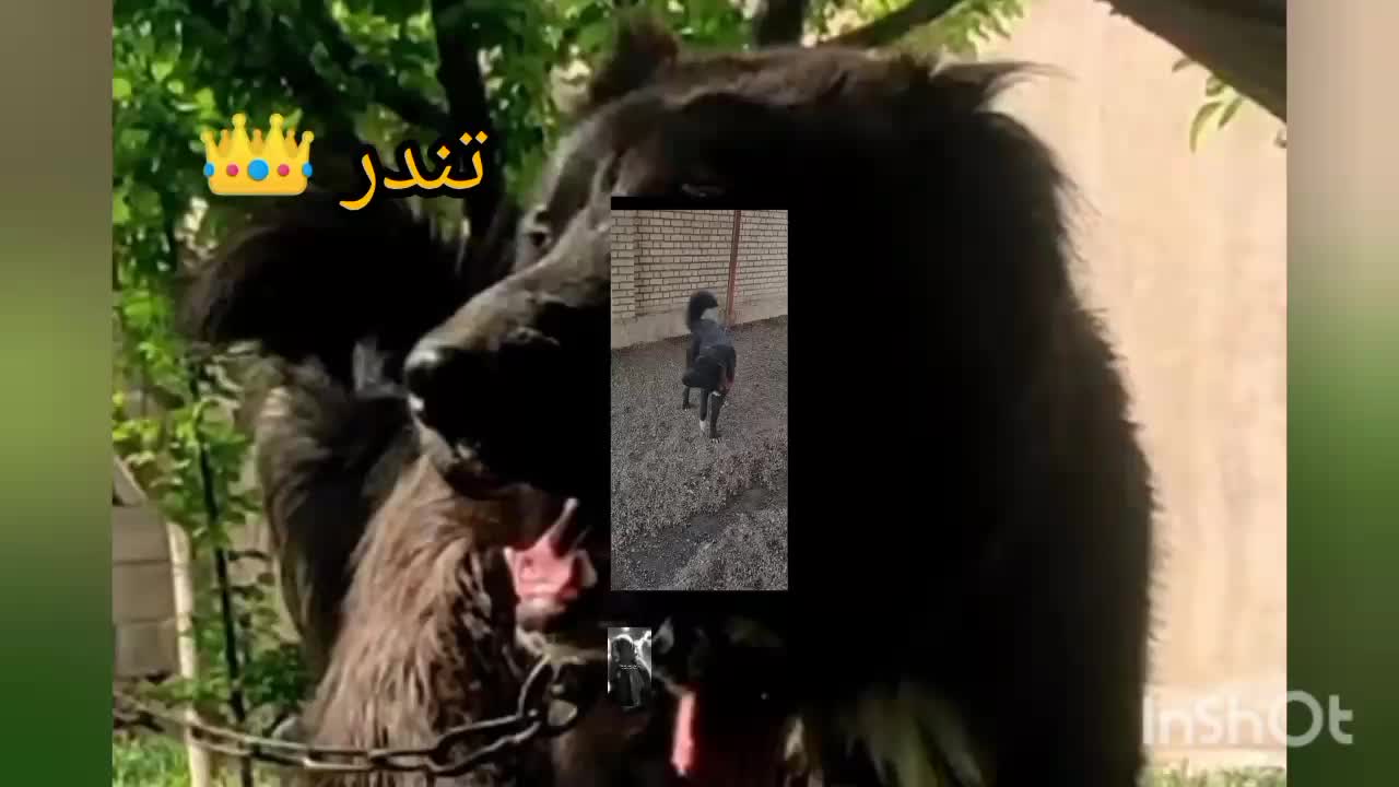 سگ نگهبان|سگ|تربت جام, بسیجیان|دیوار