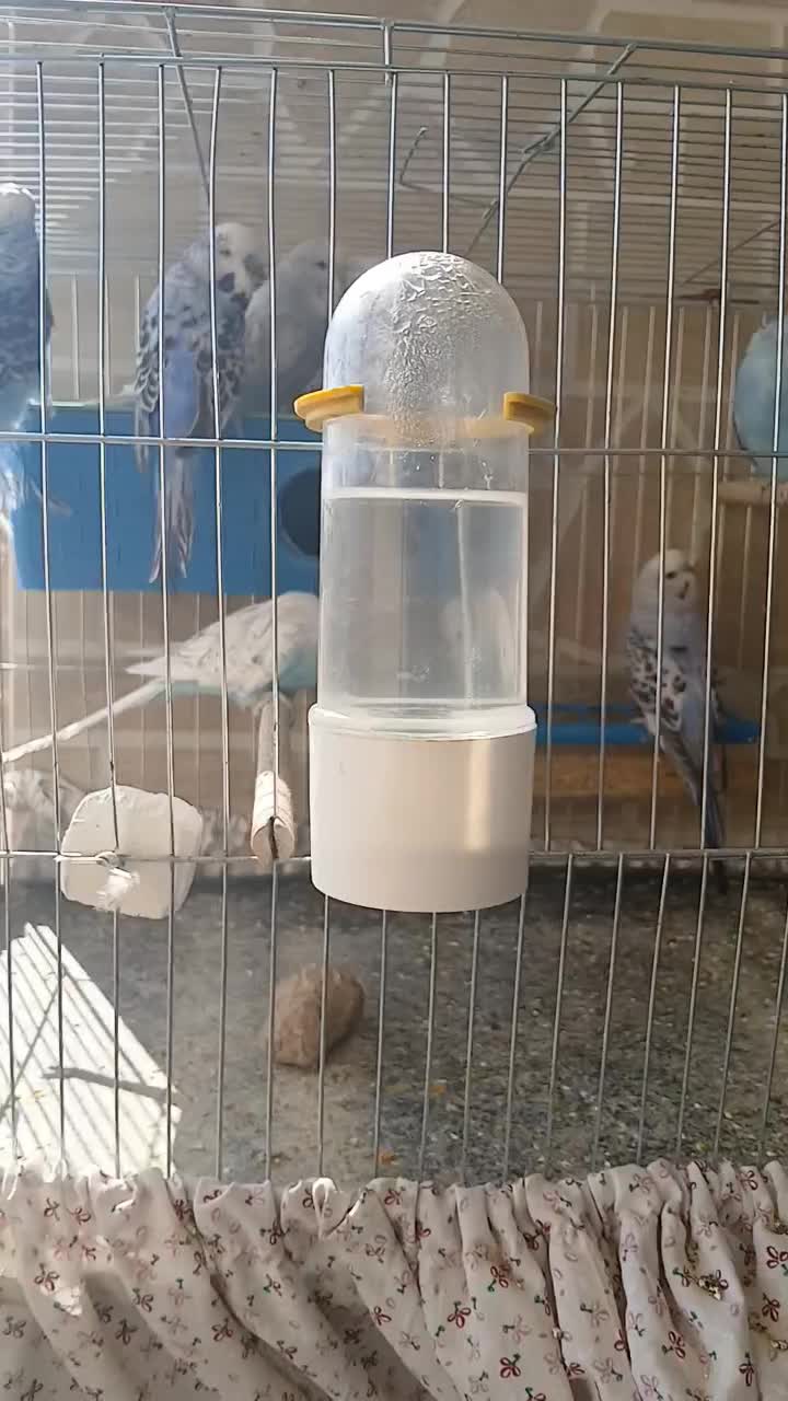 مرغ عشق انگلیسی ، فنچ کینگ|پرنده|فولادشهر, مسکن مهر فولادشهر|دیوار