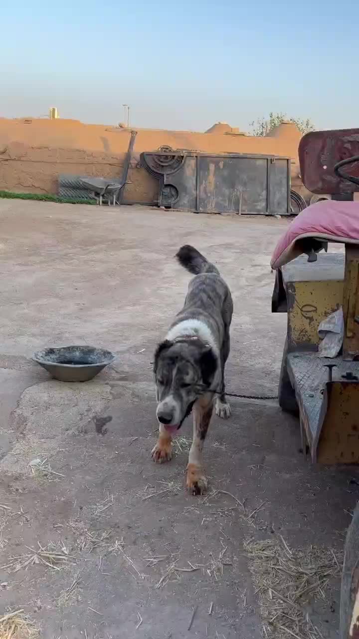 سگ افغان|سگ|چهارباغ, |دیوار