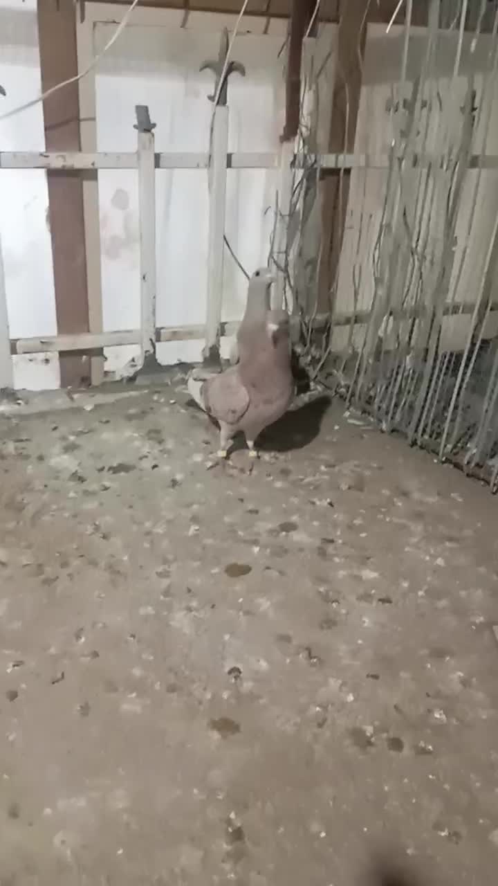 ماکت کبوتر|کلکسیون اشیاء عتیقه|قائن, |دیوار