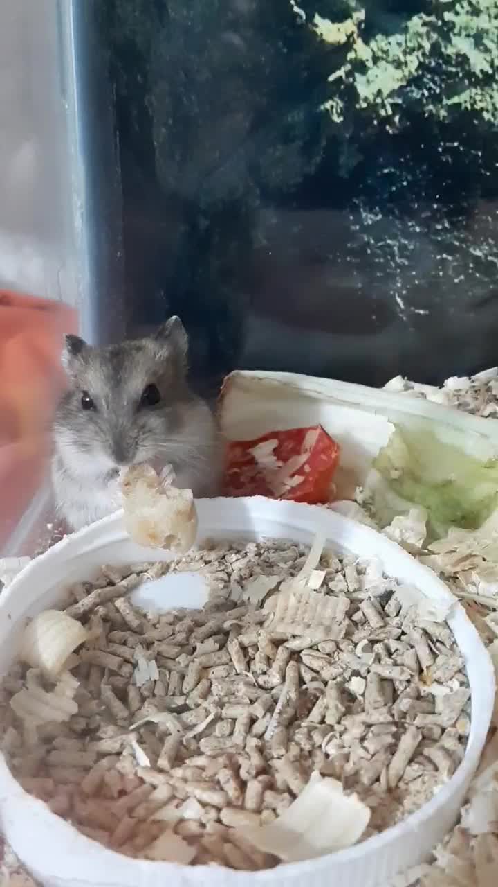 همستر|موش و خرگوش|اسلام‌شهر, شهرک قائمیه|دیوار