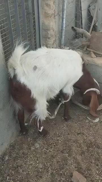 بز مری آبستن یک ماه به بالا با یک شنک ماده|حیوانات مزرعه|سراوان, |دیوار