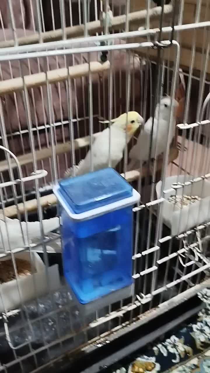 عروس هلندی البینو لوتینو|پرنده|کرج, حصارک پایین|دیوار