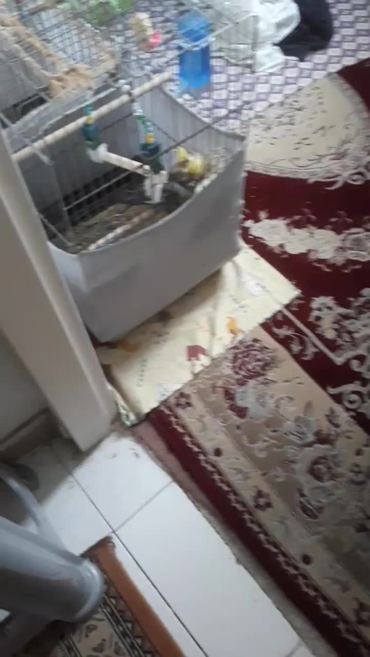 لوتینو|پرنده|تهران, خرمشهر|دیوار