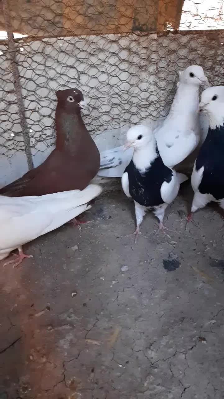 کبوتر|پرنده|قزوین, |دیوار