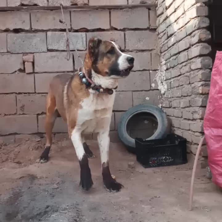 سگ ...|سگ|خواف, |دیوار