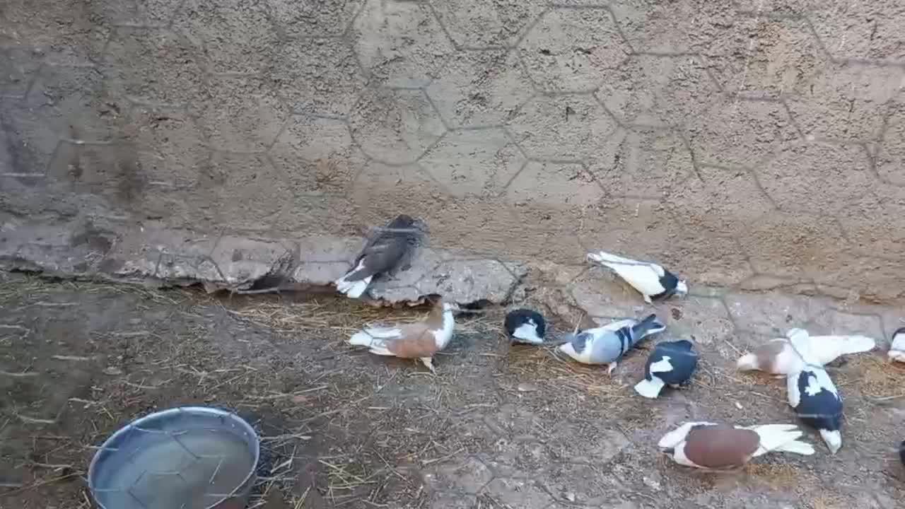 یه زیل و سرکه ای دمسفید مقلف و یه خوشرنگ|پرنده|محمدیه-قزوین, |دیوار