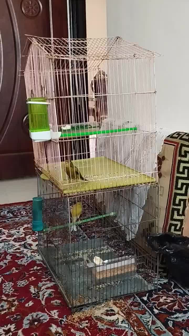 قناریسبز|پرنده|شیراز, شهرک صادقیه|دیوار