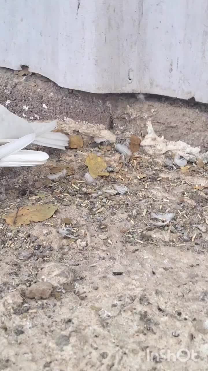 طوق سرور|پرنده|همایجان, |دیوار