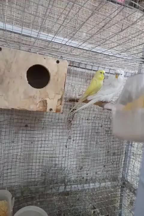 مرغ عشق مولد|پرنده|پاکدشت, پاکدشت (مامازند)|دیوار