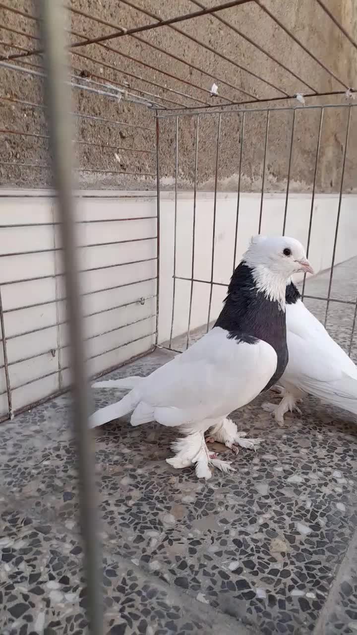 کبوتر|پرنده|آران و بیدگل, |دیوار