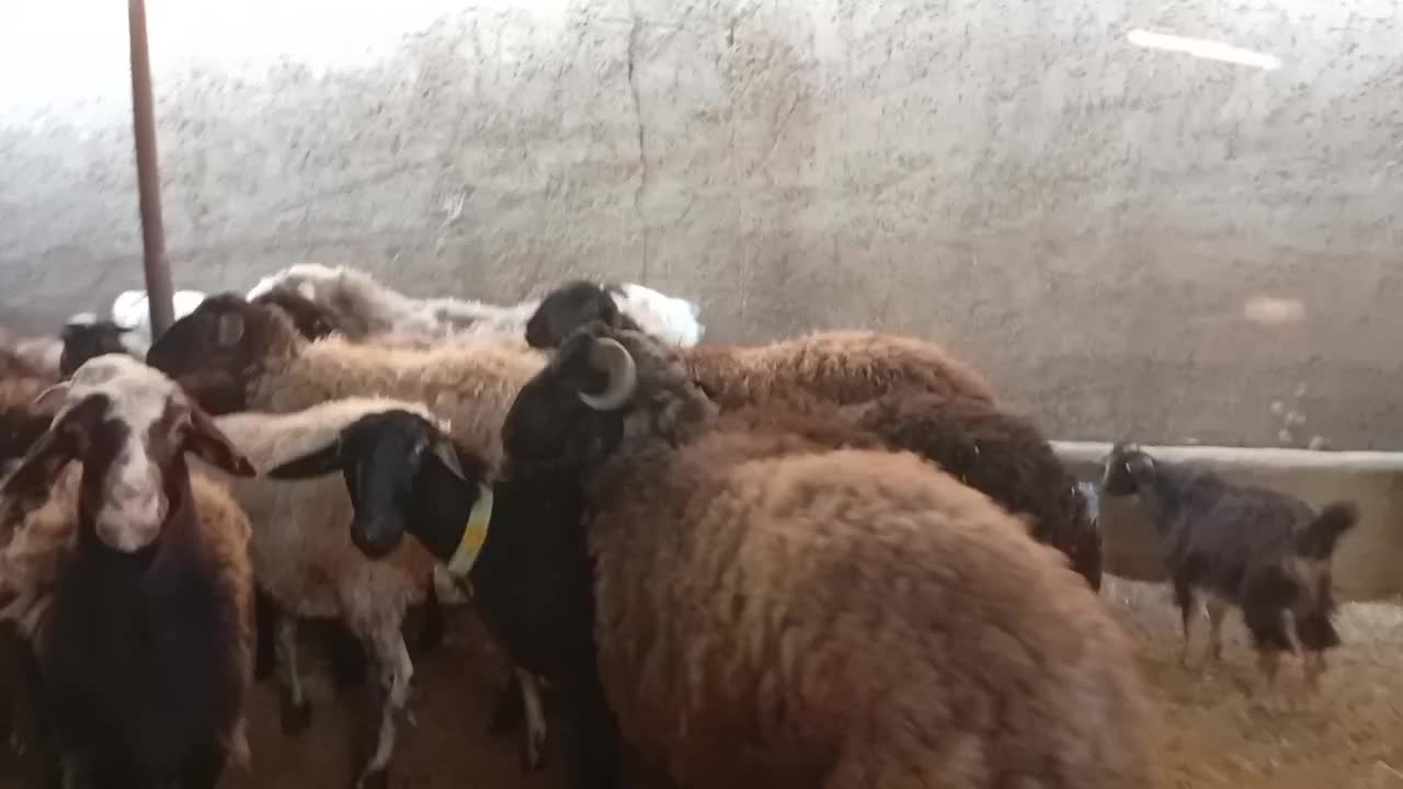 شیشک و بره ماده آبستن|حیوانات مزرعه|کهریزک, |دیوار