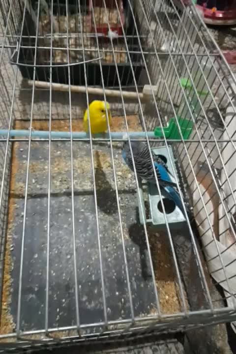 خروس عروس هلندی مرغ عشق|پرنده|نجفآباد, جلال آباد|دیوار