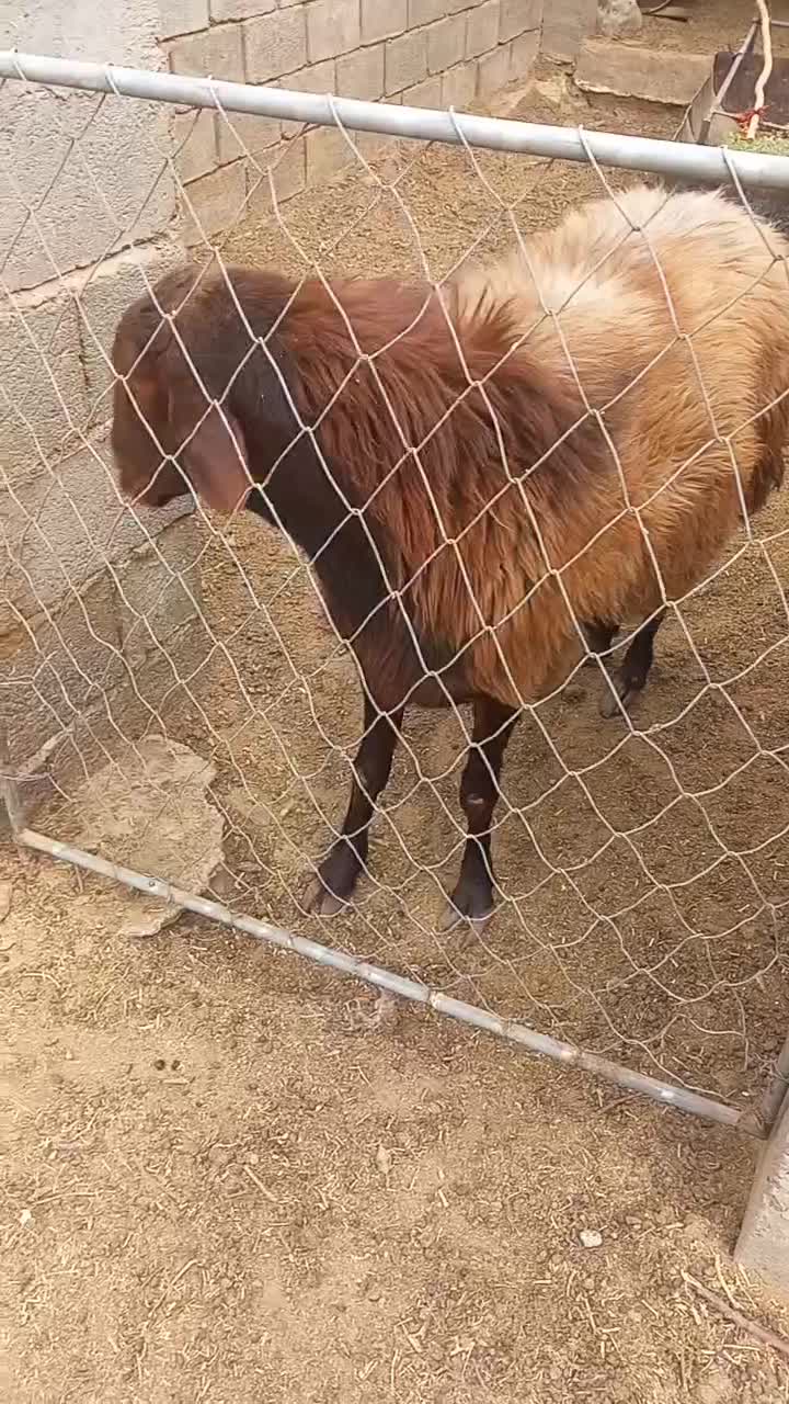 قوچ همو|حیوانات مزرعه|کویرات, |دیوار