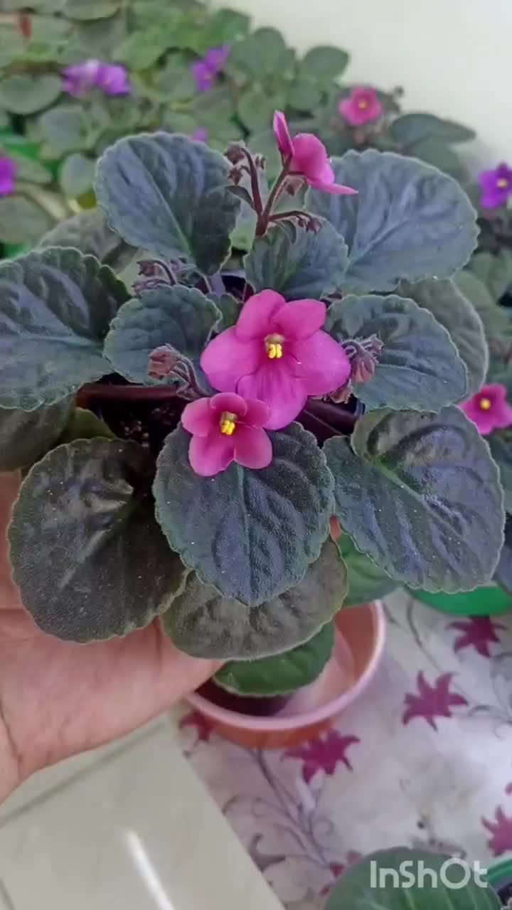 فروش بنفشه آفریقایی|گل و گیاه طبیعی|مشگین شهر, |دیوار