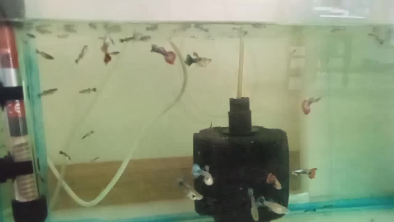 ۲۰عدد ماهی گوپی بیگ ایر چمپیون مولد درشت|ماهی|تهران, والفجر (افسریه)|دیوار