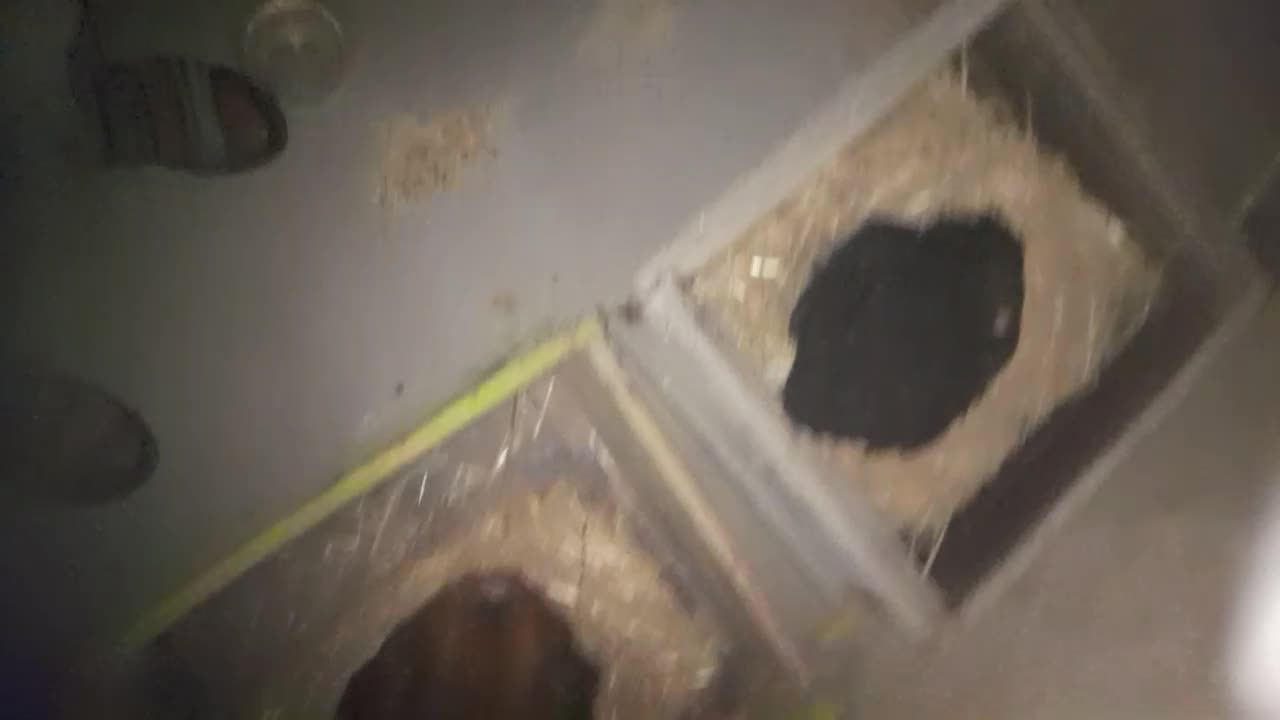 مرغ کرچ|حیوانات مزرعه|مرودشت, مجد آباد|دیوار