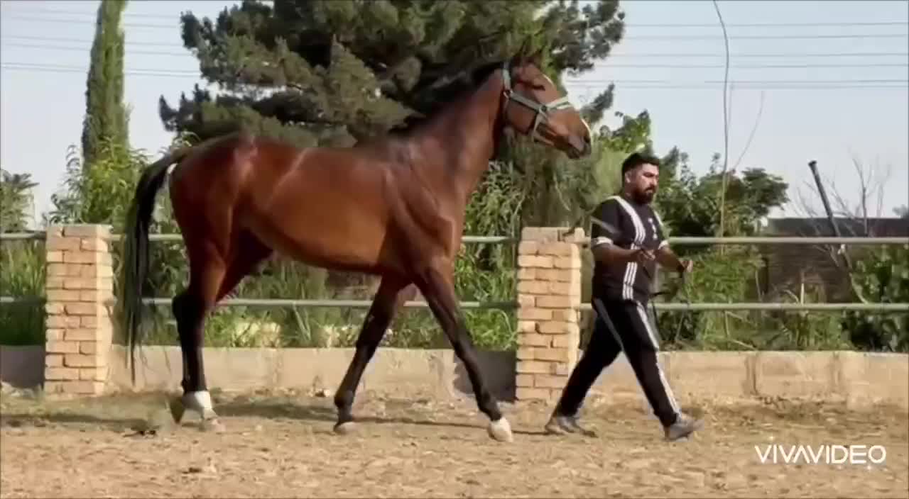 اسب ...مادیان kwpn|اسب و تجهیزات اسب‌سواری|تهران, افسریه شمالی|دیوار