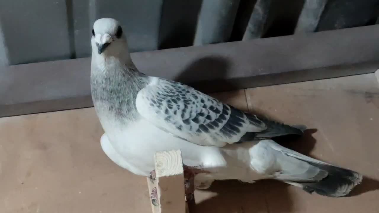 بدرنگ شامی نر پریده|پرنده|رفسنجان, |دیوار