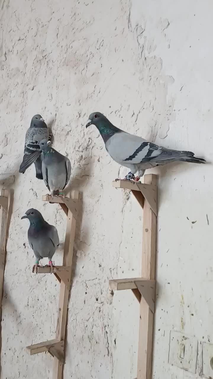 کفتر پلاکی و طوق سبز وسینه سرخ|پرنده|شیراز, سعدیه جنوبی|دیوار