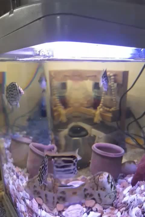 اکواریوم شرکتی باتجهیزات وماهی|ماهی|قم, نوبهار|دیوار