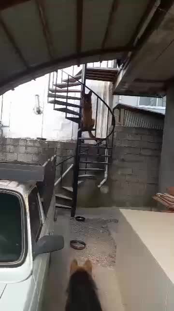 سگ ژرمن ۷ماهه ماده|سگ|بندر انزلی, طالب آباد|دیوار