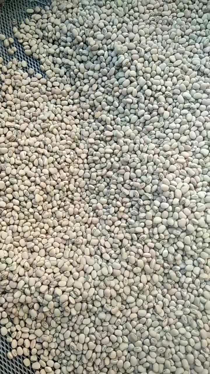 لوبیا چشم بلبلی لوبیا ریز پلویی|خوردنی و آشامیدنی|داراب, |دیوار