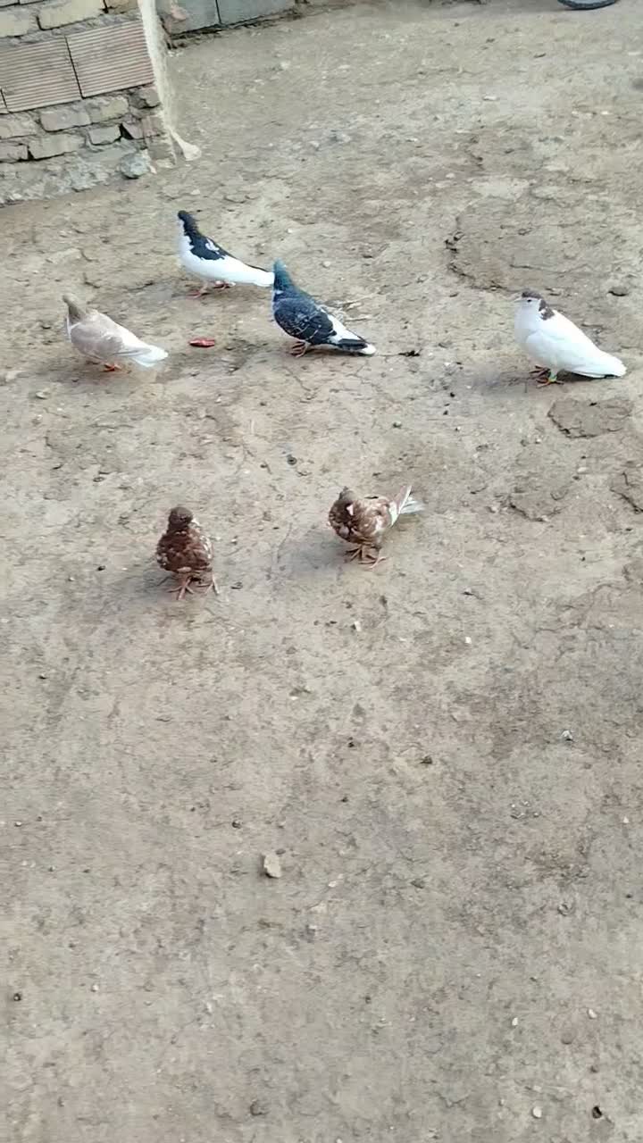 پنج تا کبوتر جفت کاه به شرت|پرنده|عطاملک, |دیوار