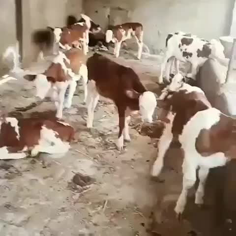 با چندین سال تجربه کاری وجیرهغذایی گوساله پروار|حیوانات مزرعه|یاسوج, |دیوار