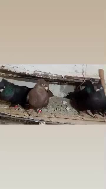 فروش زاغ سبز سرخ آبادانی|پرنده|صوغان, |دیوار