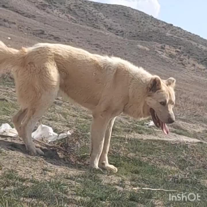 سگ سرابی|سگ|اردبیل, |دیوار