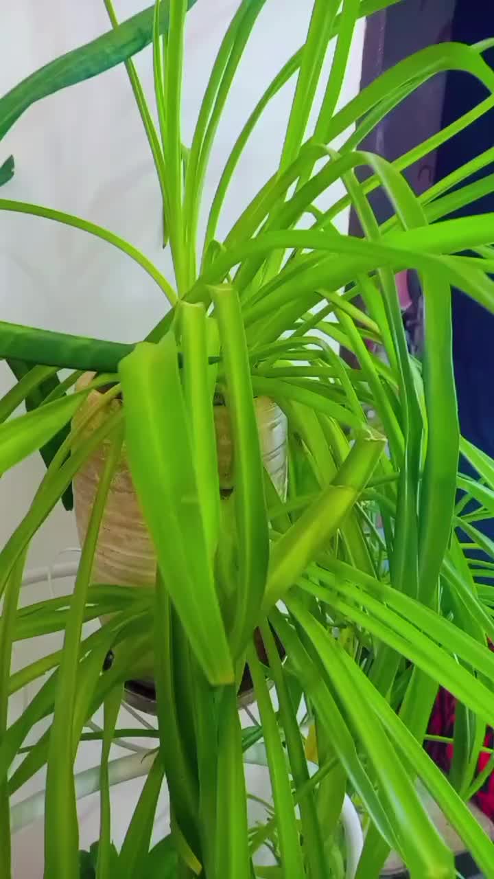 استند با گل و گلدان|گل و گیاه طبیعی|تبریز, |دیوار