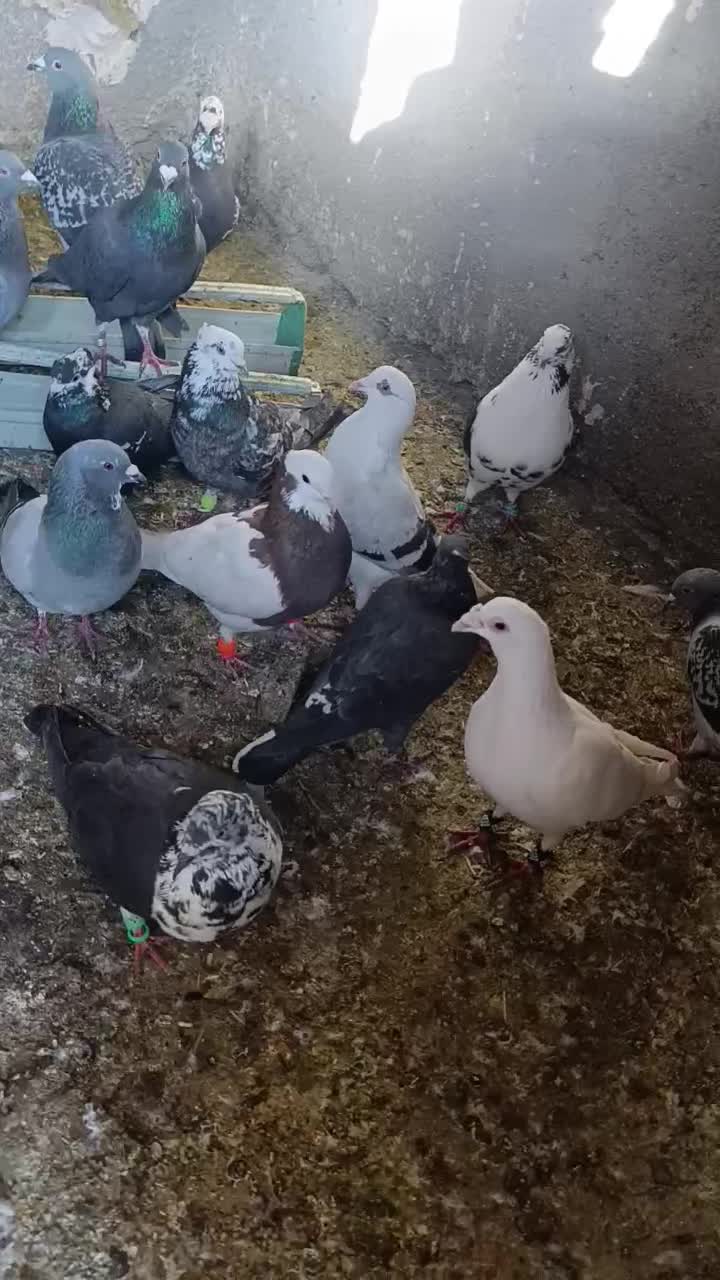 کفتر پرشی|پرنده|مشهد, رباط طرق|دیوار