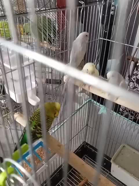 مرغ عشق|پرنده|تهران, تاکسیرانی|دیوار