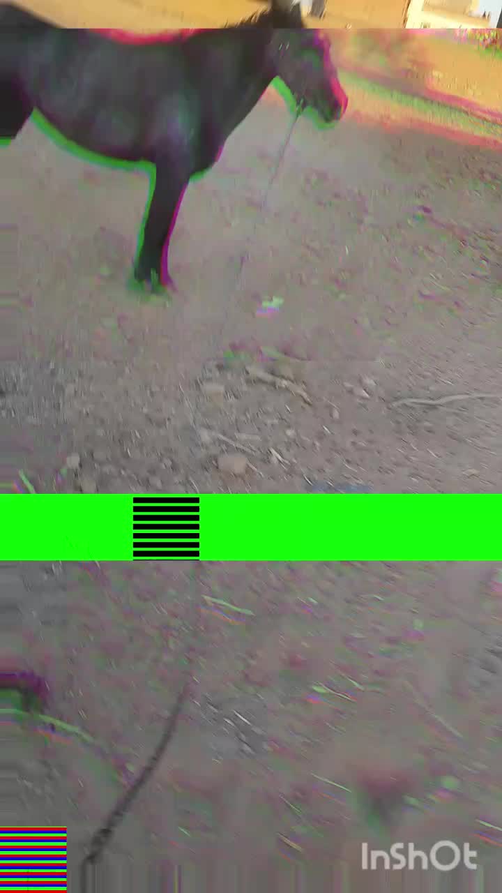 اسب مادیان سه ساله کرد|اسب و تجهیزات اسبسواری|تبریز, |دیوار