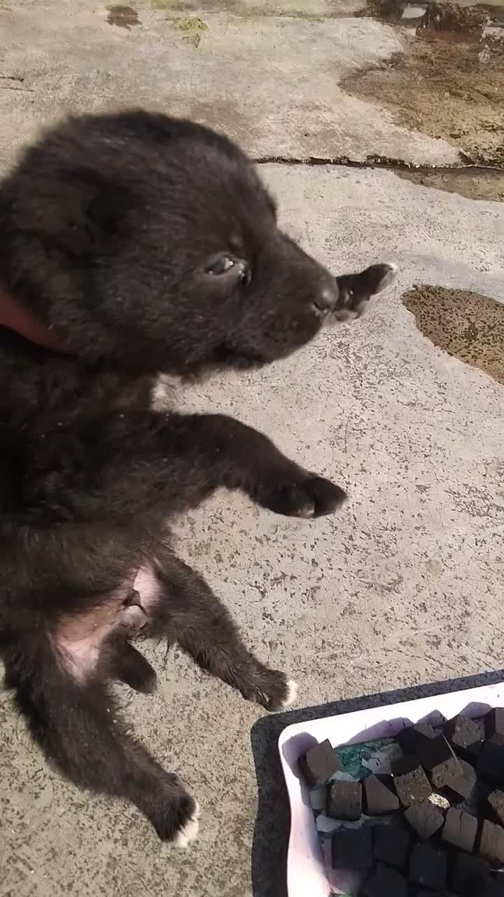 توله. سراب وخراسانی|سگ|آمل, |دیوار