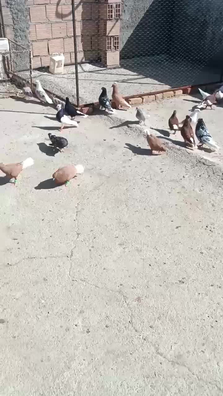 کبوتر|پرنده|اسفراین, |دیوار