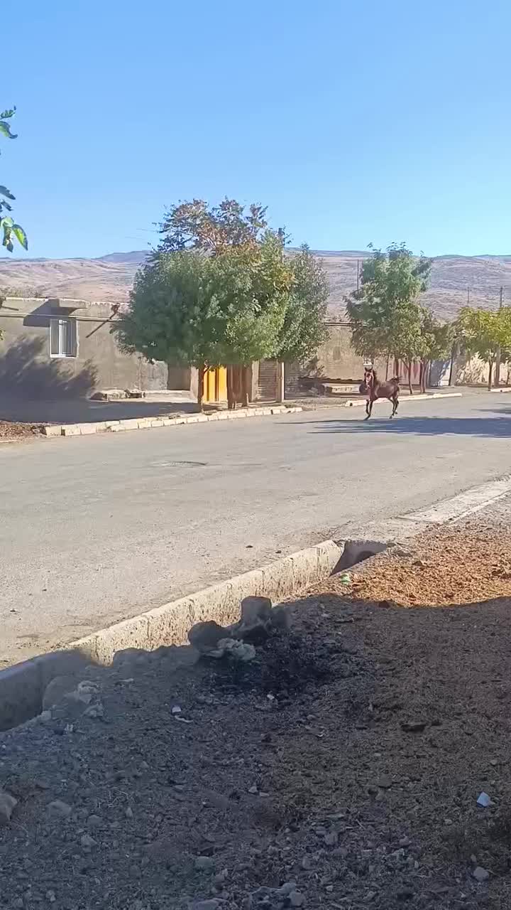 اسب|اسب و تجهیزات اسبسواری|بیلوار, |دیوار