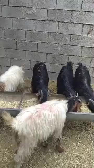 کهره ماده|حیوانات مزرعه|بهبهان, |دیوار