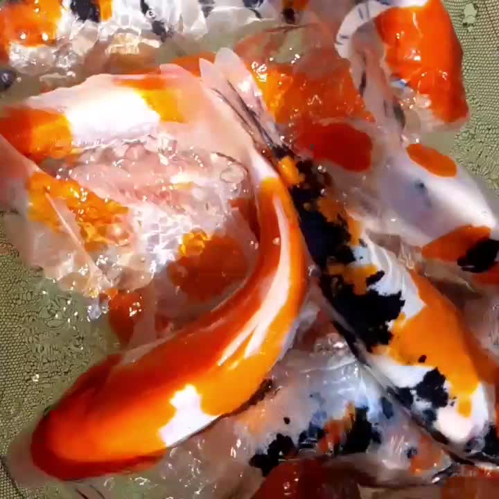 انواع امور وگلدفیش وکوی|ماهی|تهران, آبشار تهران (دریاچه)|دیوار