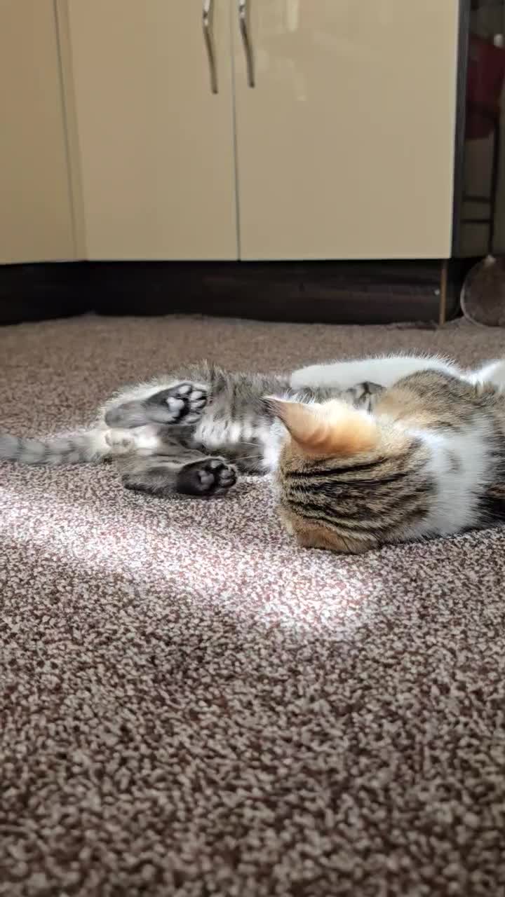 واگذاری گربه نر  dsh رایگان|گربه|پرند, فاز ۲|دیوار