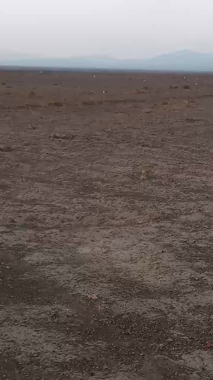 زمین باغی|فروش زمین و ملک کلنگی|سبزوار, قصبه غربی|دیوار