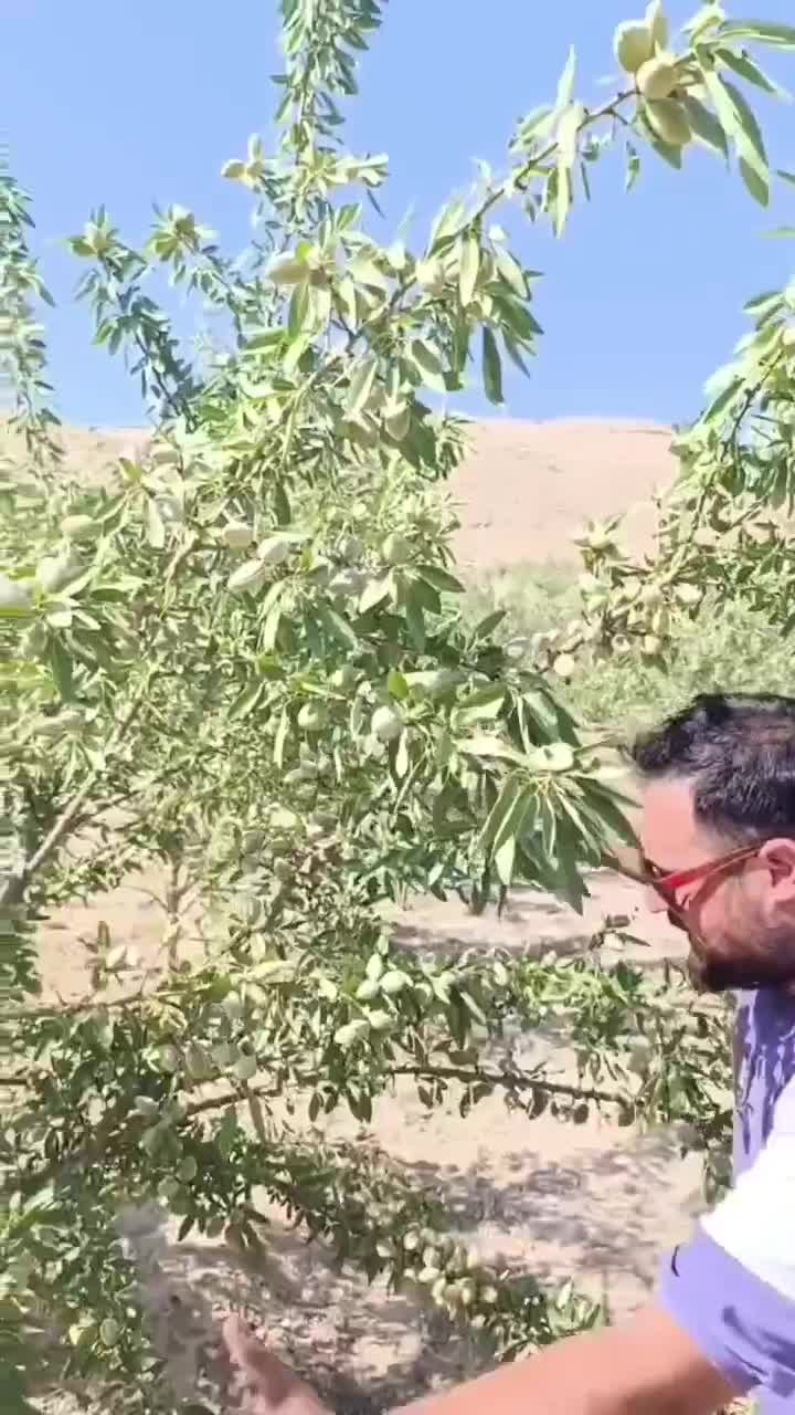 نهال های پیوندی بادام های پربار دیرگل پرداخت درمحل|خدمات باغبانی و درختکاری|سنندج, |دیوار