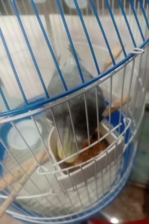 پرنده|پرنده|ماسال, |دیوار