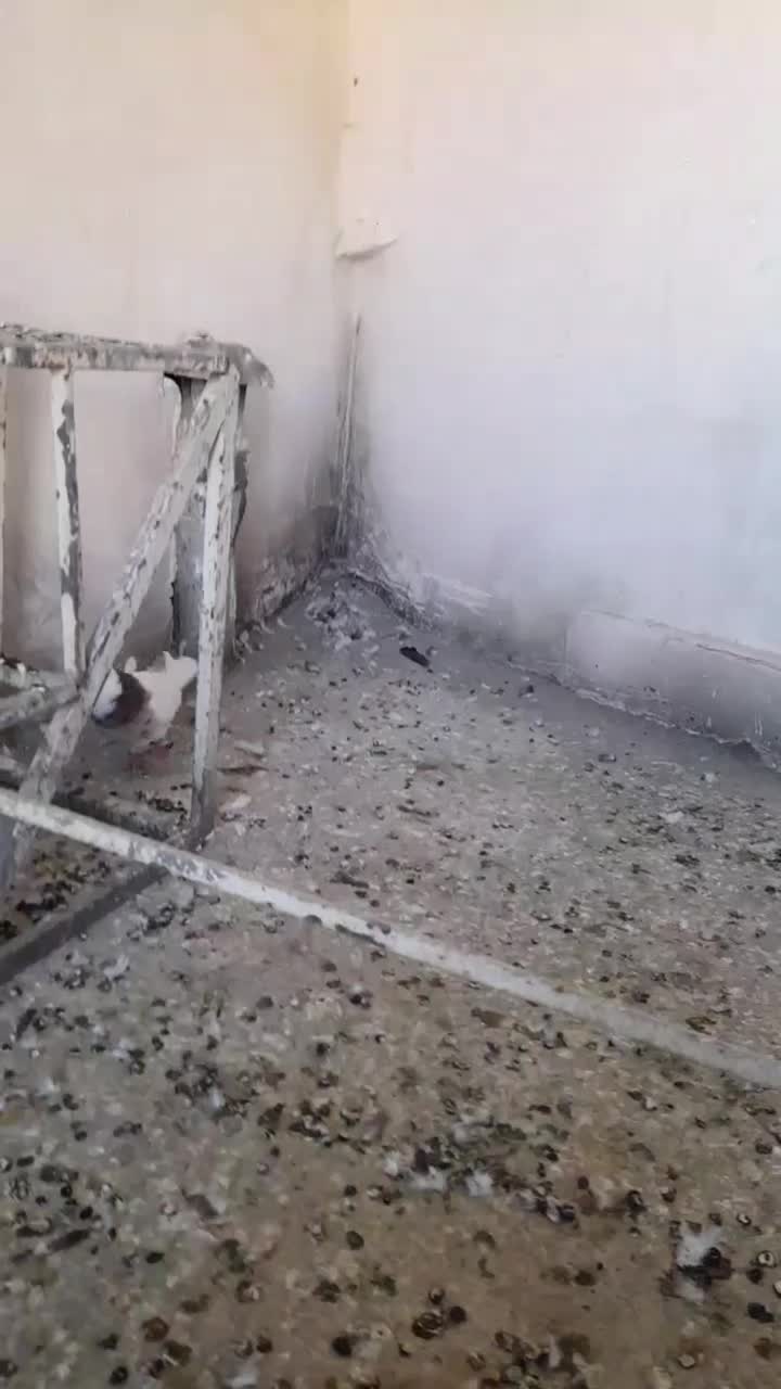 کبوتر طوقی|پرنده|بیجار, |دیوار